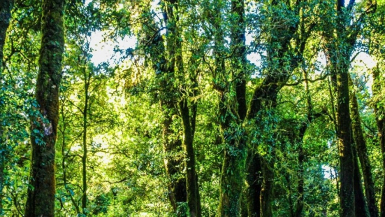 Gabicce Mare celebra i nuovi nati del 2025 con la piantumazione di un albero alla Scuola Dolcecolle