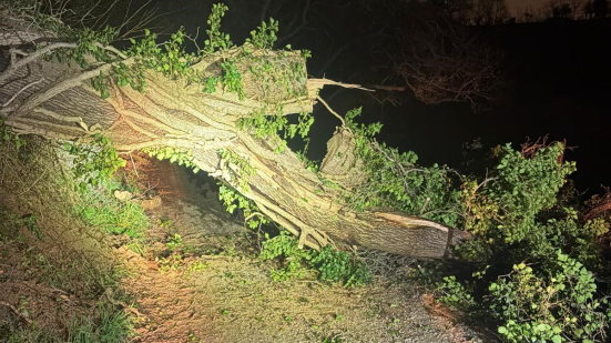 Albero cade sulla strada a Carignano, famiglie isolate: intervento congiunto per ripristinare la viabilità
