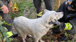 Cane investito e caduto in un pozzetto: salvato dai vigili del fuoco a Sant’Elpidio a Mare