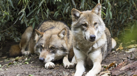 “Il lupo: più conoscenza, più consapevolezza”, incontro pubblico in Comune a Pesaro