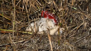 Cani morti abbandonati tra Loreto e Porto Recanati, Lav e Oipa chiedono indagini rapide e approfondite