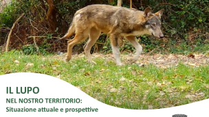 Gabicce Mare, incontro pubblico sul lupo nel territorio: informazione e strategie di convivenza