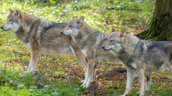 Avvistamenti di lupi a Fano (Ponte Sasso): il sindaco emette ordinanza per la sicurezza di cittadini e animali