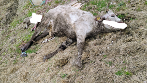 Mucca e vitellino sbranati dai lupi a Monte Grimano, Coldiretti Pesaro e Urbino: "Allevatori esasperati"