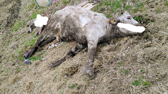 Mucca e vitellino sbranati dai lupi a Monte Grimano, Coldiretti Pesaro e Urbino: "Allevatori esasperati"