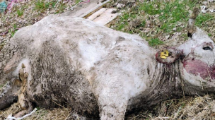Attacchi di lupi nel Pesarese: mucca e vitellino sbranati a Monte Grimano, emergenza predazioni