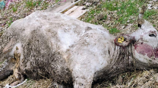 Attacchi di lupi nel Pesarese: mucca e vitellino sbranati a Monte Grimano, emergenza predazioni