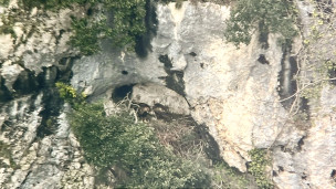 Riserva del Furlo, nuovo sistema di monitoraggio dell’aquila reale e del falco pellegrino