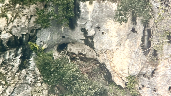 Riserva del Furlo, nuovo sistema di monitoraggio dell’aquila reale e del falco pellegrino