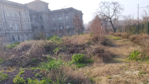 Pesaro, il centrodestra attacca sul progetto “Bosco che cammina”: «Area del Santa Marta abbandonata»