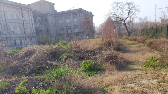 Pesaro, il centrodestra attacca sul progetto “Bosco che cammina”: «Area del Santa Marta abbandonata»