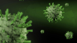 Hantavirus Andes, nessun caso nelle Marche: la Regione attiva monitoraggio e rete sanitaria