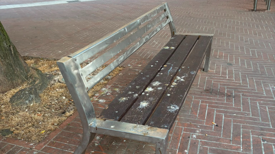 Piazza Redi a Pesaro, Ascoltiamo Pesaro chiede interventi urgenti contro la proliferazione dei piccioni