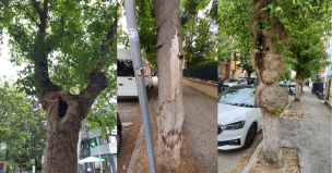 Viale Trento a Pesaro, controlli sugli alberi: Aspes valuta le piante a rischio e conferma la riqualificazione del verde