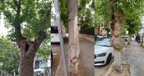 Viale Trento a Pesaro, controlli sugli alberi: Aspes valuta le piante a rischio e conferma la riqualificazione del verde