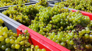 Vino nelle Marche, Coldiretti lancia l'allarme: «Servono interventi strutturali e un piano strategico regionale»