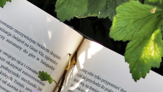 Isola della Cultura a Pesaro, dal 4 al 6 settembre libri, incontri e arti visive
