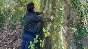 Pesaro, ogni albero abbattuto dovrà essere sostituito: priorità alle specie autoctone e di alto fusto