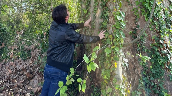 Pesaro, ogni albero abbattuto dovrà essere sostituito: priorità alle specie autoctone e di alto fusto